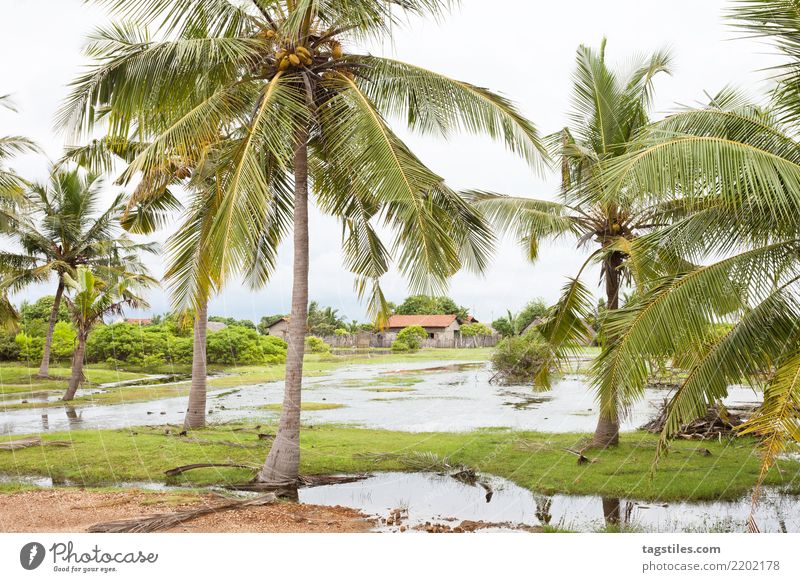 Palm trees at Kakativu, Kalpitiya, Sri Lanka Asia Vacation & Travel Idyll Freedom Card Tourism Sun Sunbeam Summer Paradise Paradisical Nature Landscape