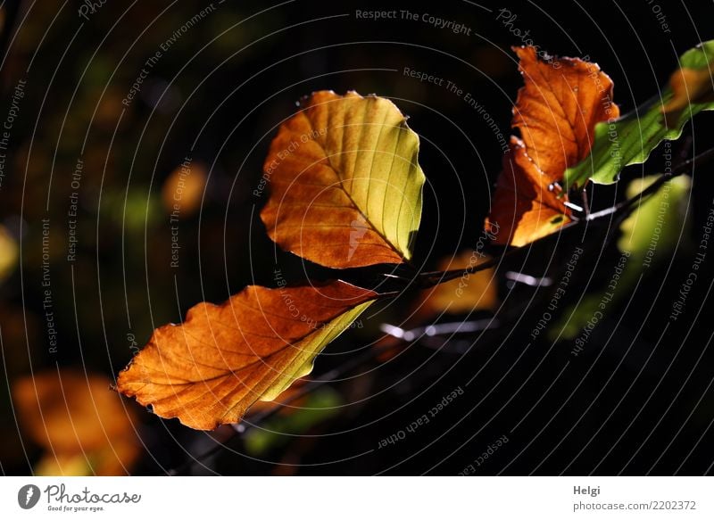 autumn colouring Environment Nature Plant Autumn Tree Leaf Twig Forest Illuminate To dry up Authentic Uniqueness Natural Brown Yellow Green Black Moody Calm