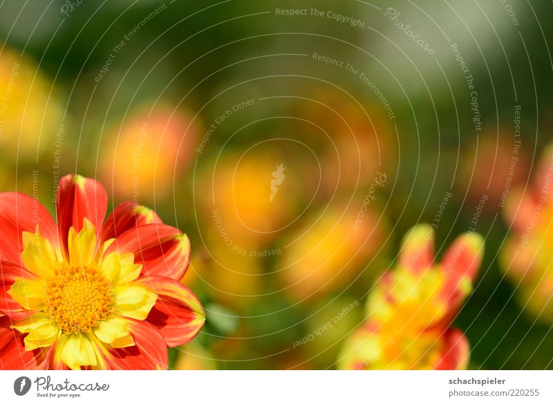 top right is nothing Nature Plant Flower Blossom Friendliness Bright Warmth Yellow Green Red Life Dahlia Blossom leave Bright yellow Colour photo Multicoloured