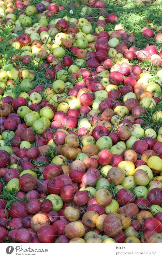500 pcs. ... Food fruit apples Nutrition Organic produce Environment Nature Summer Autumn Garden Meadow Field Old Fresh Juicy Red To fall Compost Heap Harvest