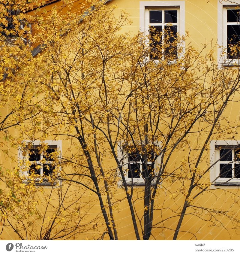 Yellow on yellow Plant Autumn Tree Leaf Autumn leaves House (Residential Structure) Wall (barrier) Wall (building) Facade Window Roof Window frame Window pane