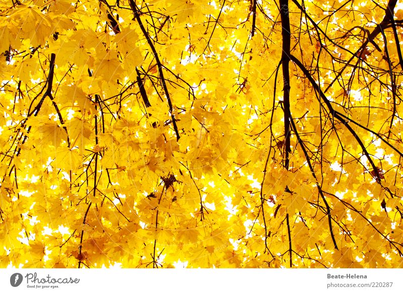 Brilliant autumn power Nature Tree Illuminate Growth Esthetic Bright Clean Yellow Gold Emotions Moody Uniqueness Optimism Autumn leaves Autumnal colours