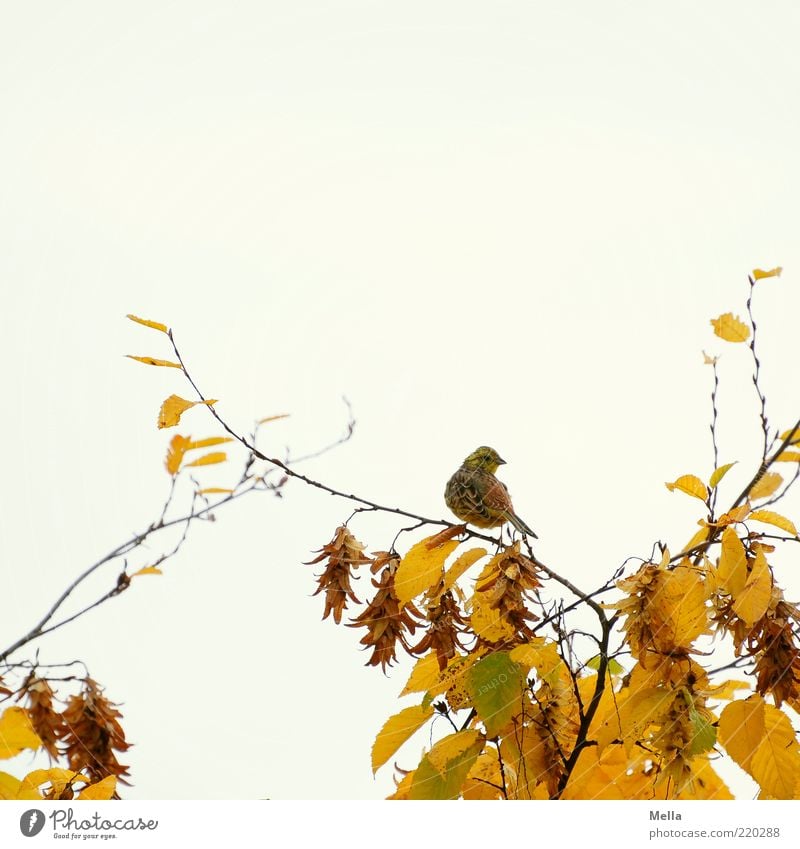 November bird Environment Nature Plant Animal Autumn Tree Leaf Branch Autumn leaves Wild animal Bird 1 Looking Sit Free Bright Small Natural Cute Yellow Time