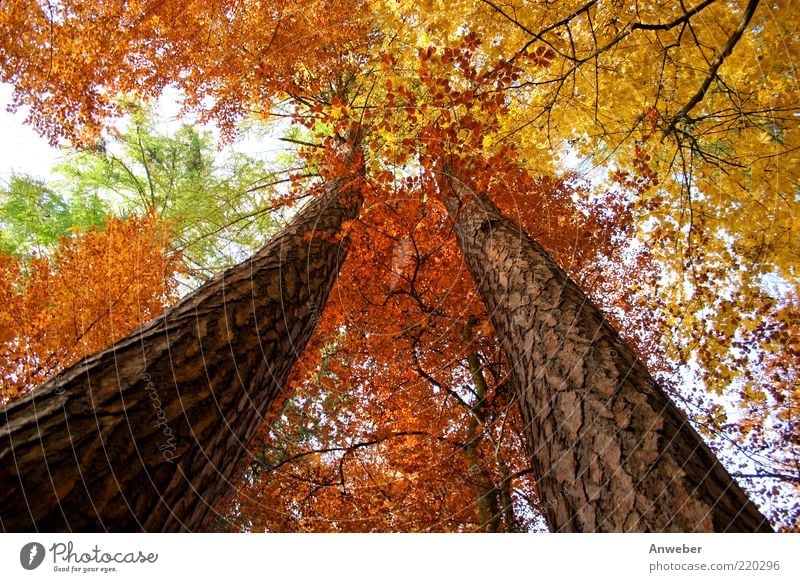 Skywards in autumn Environment Nature Plant Autumn Weather Beautiful weather Tree Forest Esthetic Exceptional Brown Multicoloured Yellow Gold Green Red White