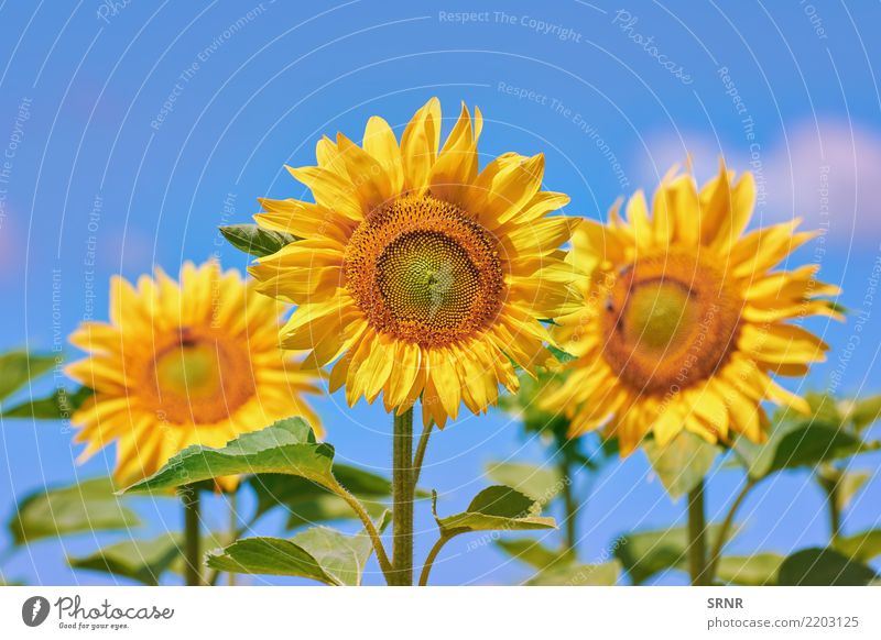 Blooming Sunflowers Beautiful Summer Garden Culture Environment Nature Landscape Plant Flower Blossom Growth Bright Natural Yellow Colour agriculture
