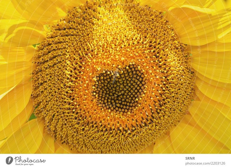 Blooming Sunflower Beautiful Summer Garden Culture Environment Nature Landscape Plant Flower Blossom Growth Bright Natural Yellow Colour ecosystem Ecological