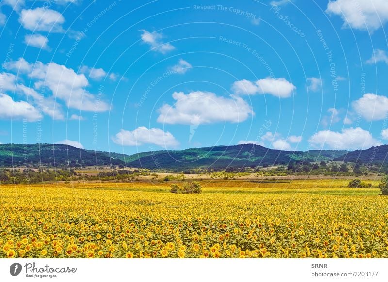 Field of Sunflowers Mountain Environment Nature Plant Flower Blossom Blossoming agriculture ecosystem Ecological field agricultural area agricultural holding