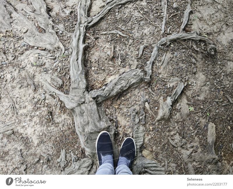 wrong track Trip Feet Environment Nature Plant Tree Root Footwear Wood Old Abstract Woodground Forest Colour photo Exterior shot