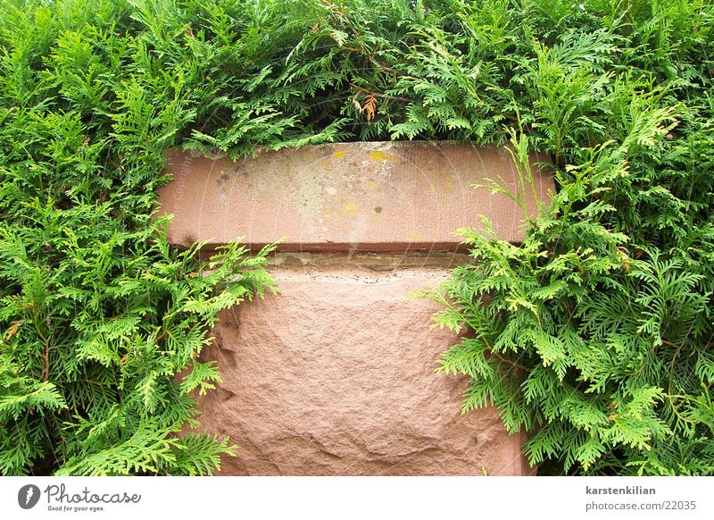 plant wall Wall (barrier) Sandstone Plant Muddled Green overgrow Pole Stone ingrown