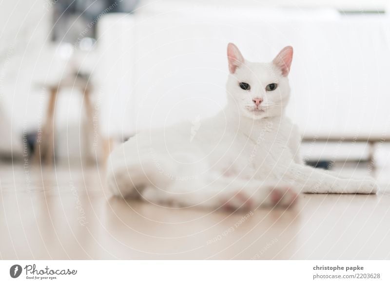 sphinx Living or residing Flat (apartment) Living room Animal Pet Cat 1 Observe Lie Looking Bright White Love of animals Pride Watchfulness Colour photo