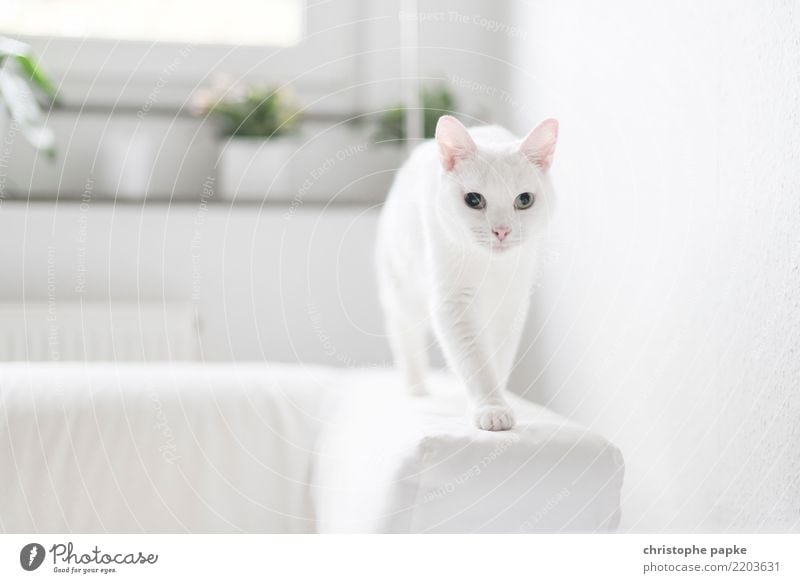 in balance Living or residing Flat (apartment) Sofa Animal Pet Cat Animal face Pelt Paw 1 Movement Discover Going Curiosity Cute White Love of animals