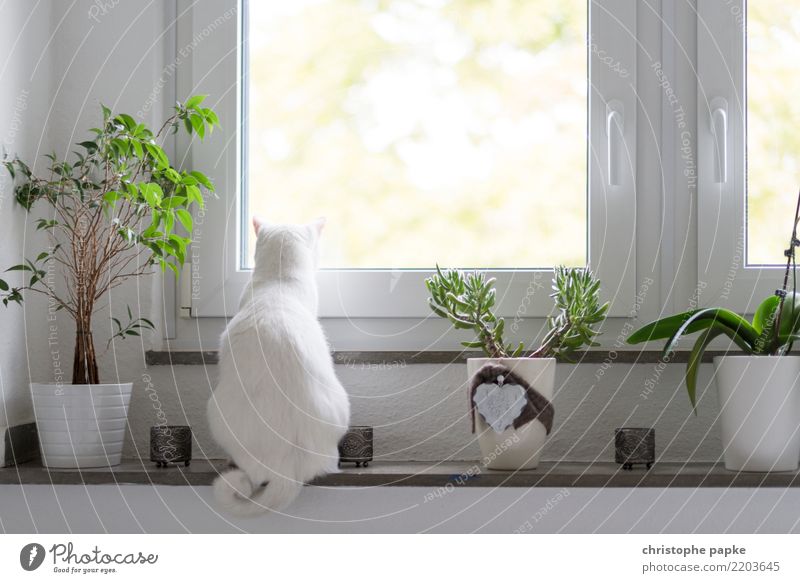 cat cinema Living or residing Flat (apartment) Room Living room Animal Pet Cat 1 Observe Relaxation Looking Sit Cute View from a window White Window board