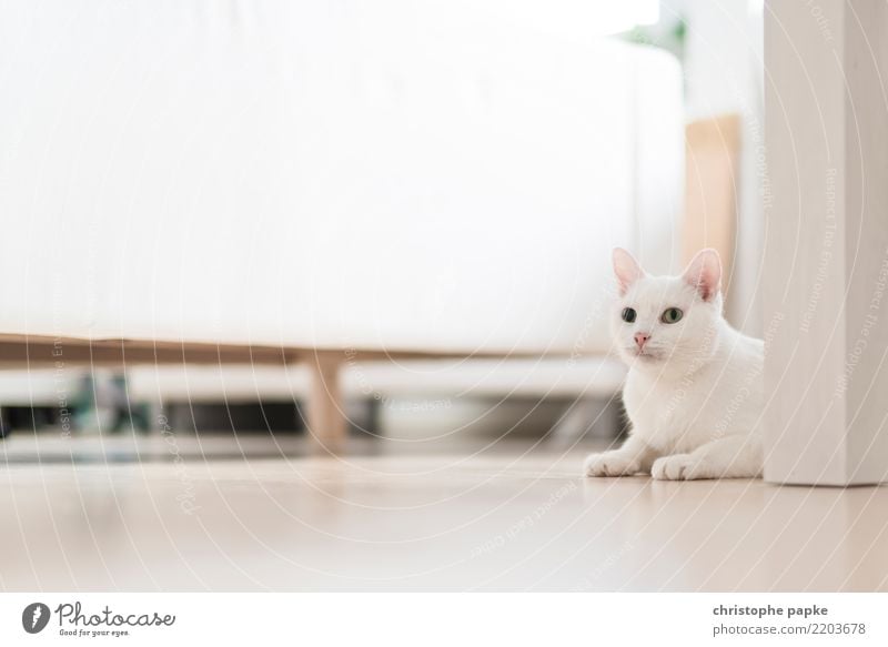 perfectly camouflaged Living or residing Flat (apartment) Room Living room Animal Pet Cat 1 Relaxation Lie Looking Curiosity Cute White Love of animals