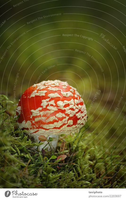 colorful fly agaric growing on moss Beautiful Nature Plant Autumn Grass Moss Forest Growth Bright Natural Wild Green Red White Dangerous Colour amanita muscaria