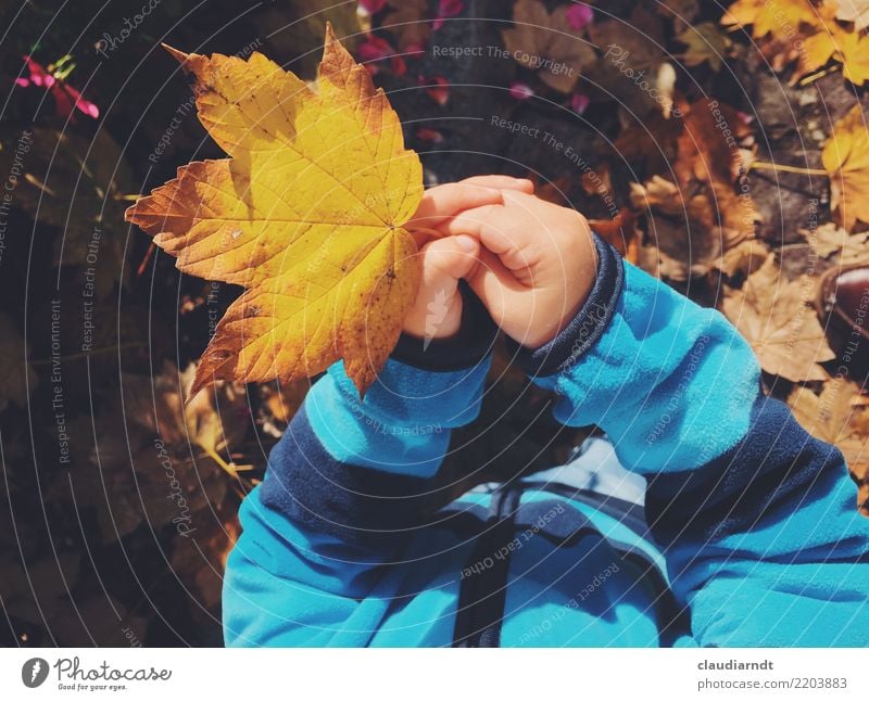 Autumn to touch Human being Child Toddler Young woman Youth (Young adults) Infancy Hand Fingers 1 1 - 3 years Environment Nature Plant Beautiful weather Tree