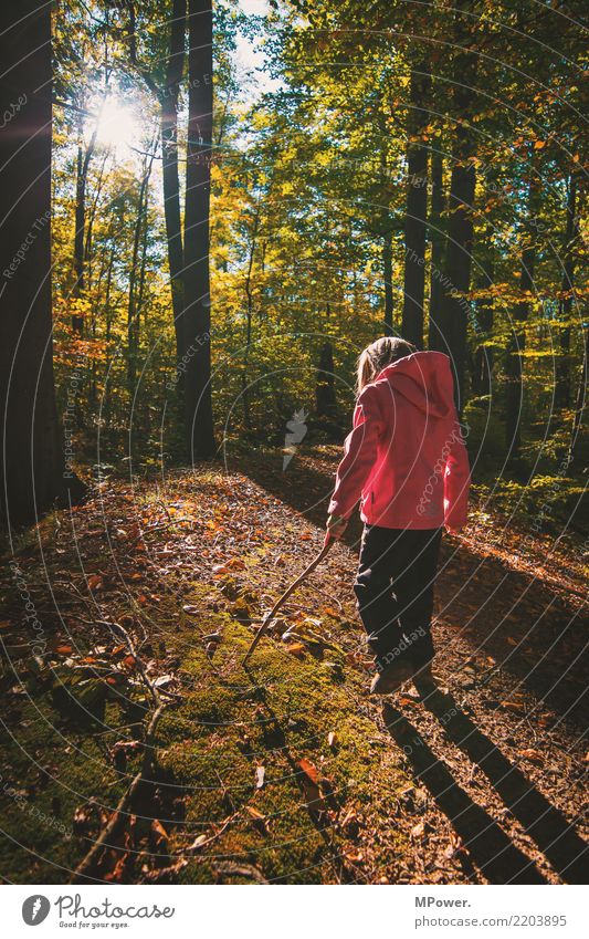 autumn walk Playing Human being Child Girl 1 Environment Nature Beautiful weather Tree Looking Hiking Autumn Discover Forest Footpath Stick Colour photo