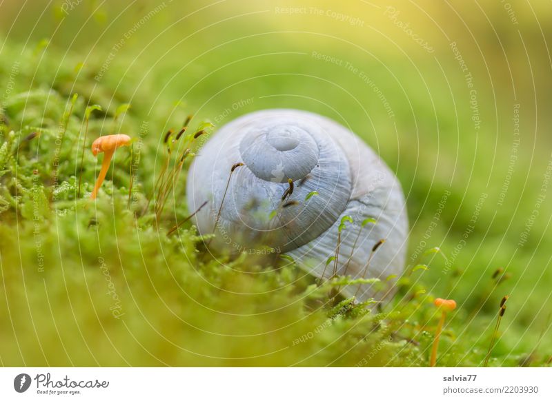 hillside location Nature Earth Autumn Plant Moss Mushroom Forest Animal Snail 1 Growth Round Juicy Soft Gray Green Calm Loneliness Discover Idyll Protection