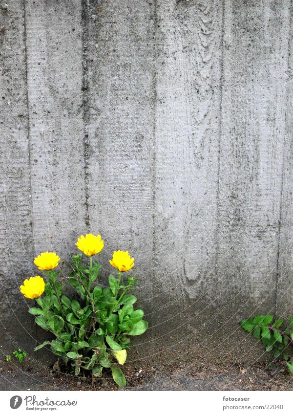 mural flower Dandelion Green Niche Yellow Concrete