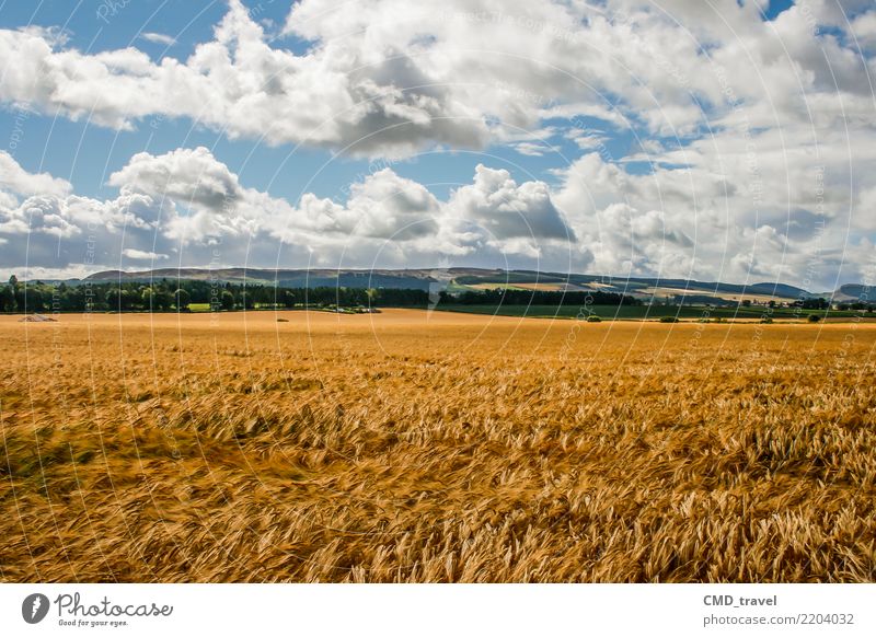 Cereals Field in Scotland Environment Nature Landscape Plant Elements Air Summer Autumn Beautiful weather Agricultural crop Blue Yellow Environmental pollution