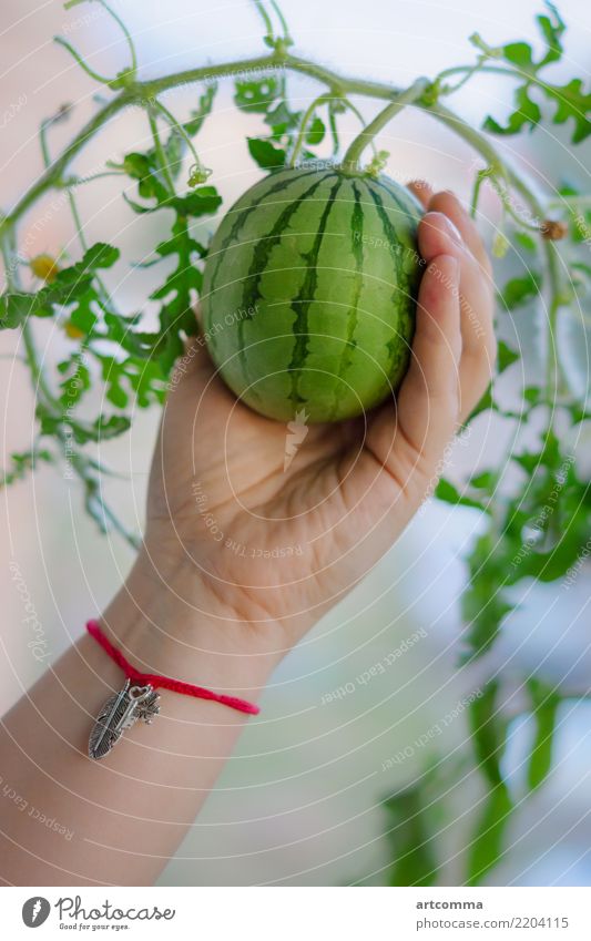 Miniature watermelon in hand Fruit Organic produce Hand Fingers Plant Flower Leaf To hold on Colour photo Interior shot Close-up Deserted Morning Day Light