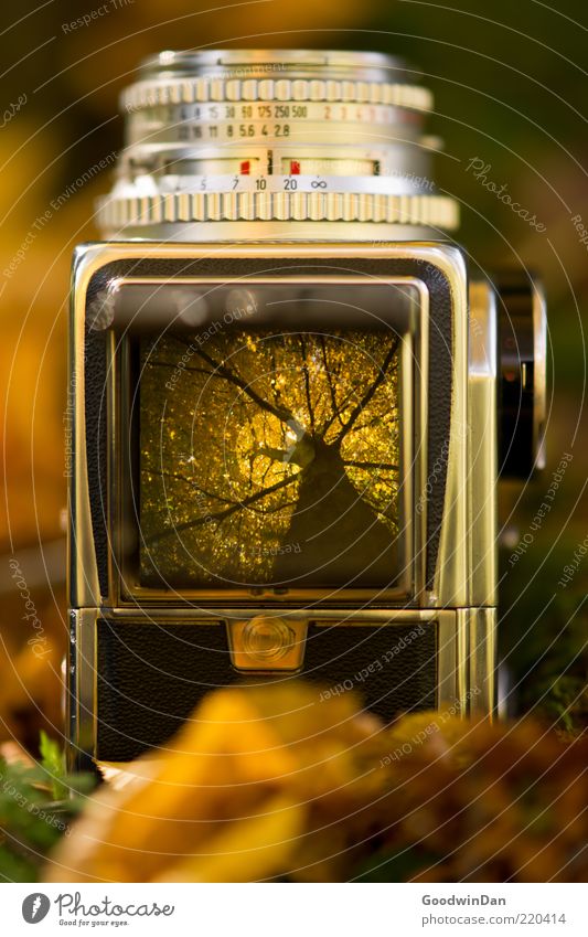 The process Environment Nature Earth Autumn Plant Tree Camera Viewfinder Medium format Old Esthetic Authentic Exceptional Sharp-edged Simple Large Retro