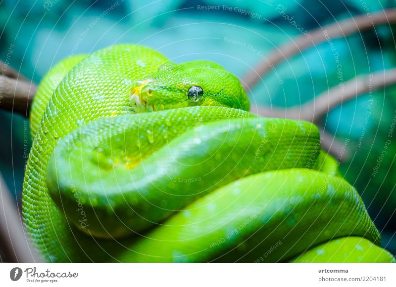 Green tree python on a branch snake green head tropical terrarium scale macro emerald forest fauna nature pet exotic structure reptile eye animal wildlife white