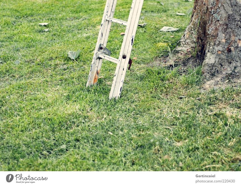 top of page Environment Nature Grass Garden Meadow Green Ladder Tree bark Rung Go up Colour photo Exterior shot Copy Space bottom Day Shallow depth of field