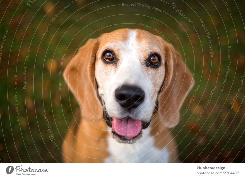 Portrait of a Beagle dog Animal Pet Dog Animal face 1 Sit portrait hound hound dog hunting dog domestic animal mammal sweet brown creature autumn autumnal case