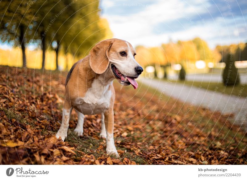 Portrait of a Beagle dog in autumnal landscape Animal Pet Dog Animal face 1 Playing portrait hound hound dog hunting dog domestic animal mammal brown creature