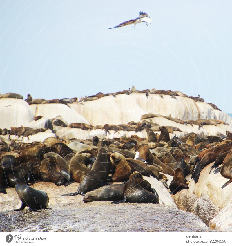 Fur seals on Duiker Island, South Africa Animal Sky Coast Ocean Atlantic Ocean Duiker Iceland Hout Bay Wild animal Bird Seals Seal colony Cape fur Seal Seagull