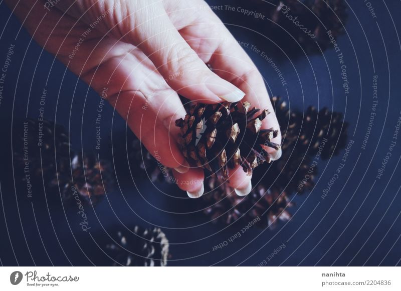 Hand holding a pine cone Environment Nature Autumn Pine cone Touch To hold on Authentic Dark Simple Cheap Small Natural Brown Black White Modest Refrain