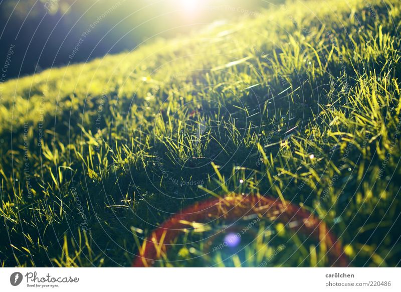 a light for kneeling down Nature Sunrise Sunset Sunlight Beautiful weather Grass Meadow Yellow Green Lens flare Low Slope Diagonal Colour photo Multicoloured