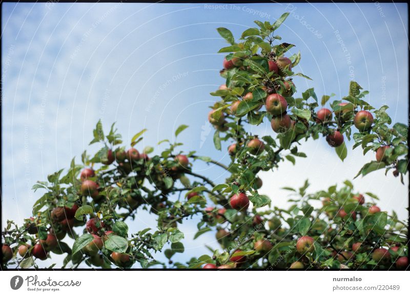 apple Fruit Apple Organic produce Nature Beautiful weather Tree Agricultural crop Delicious Sweet Esthetic Pure Quality Colour photo Morning Ecological