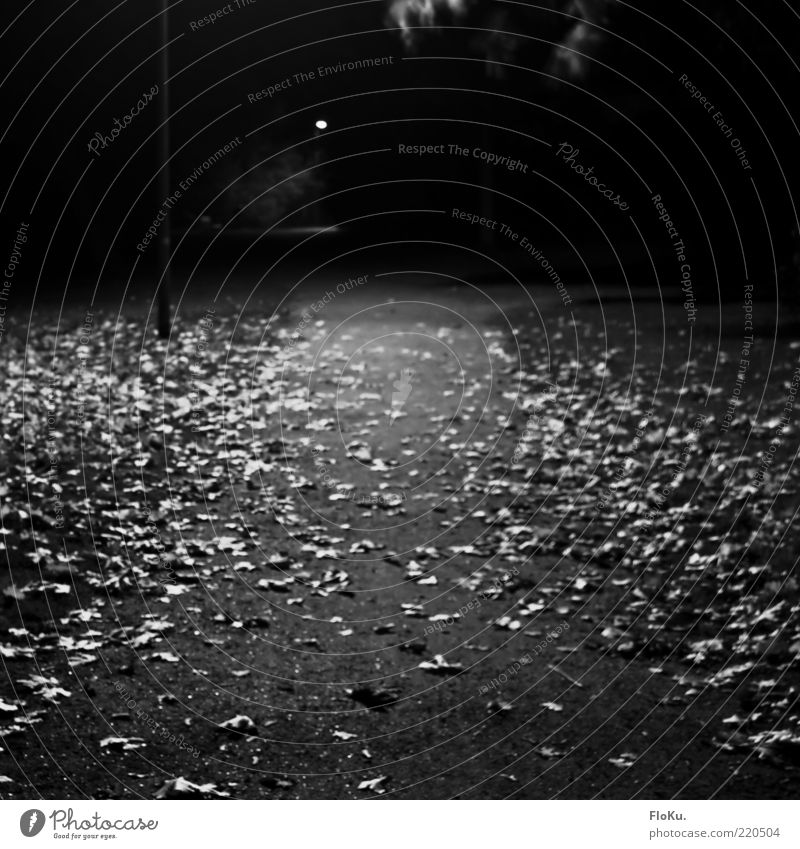 At night in the park Environment Nature Autumn Leaf Park Gray Black White Moody Loneliness Lanes & trails Gravel path Long exposure Black & white photo