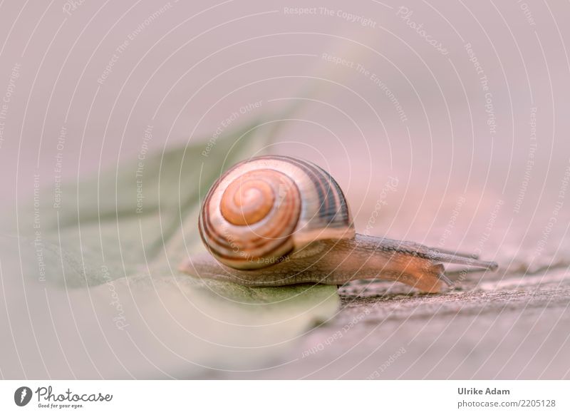 snail Nature Animal Spring Summer Autumn Leaf Snail Mollusk Feeler Snail shell 1 Brown Love of animals Slowly Creep Crawl Wood Structures and shapes Soft Blur