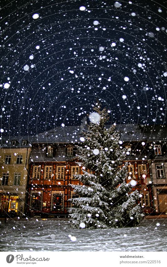 anticipation Bad weather Snow Snowfall Tree Small Town House (Residential Structure) Anticipation Half-timbered house Christmas tree Colour photo Multicoloured