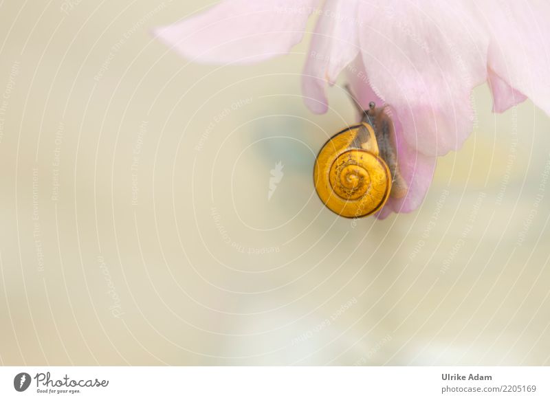Snail with yellow snail shell on petal Wellness Life Harmonious Well-being Contentment Relaxation Calm Meditation Nature Animal Summer Autumn Blossom Mollusk