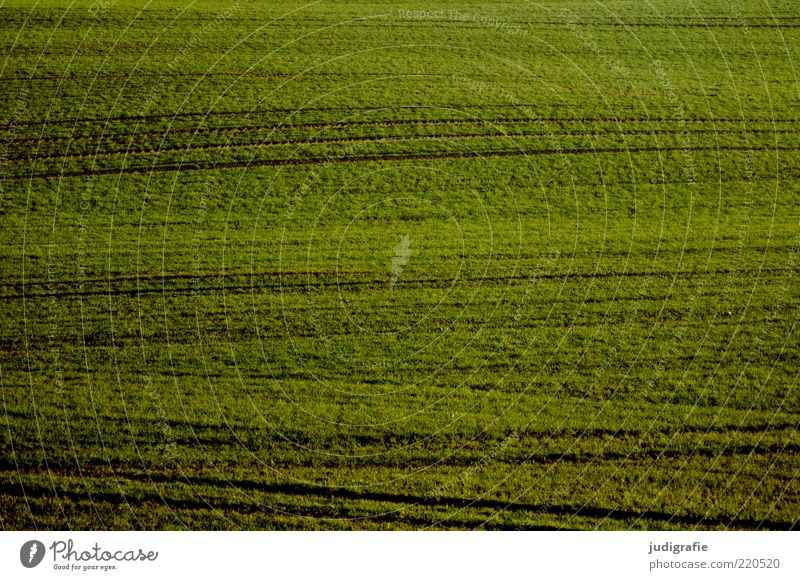acre Environment Nature Landscape Plant Earth Field Growth Natural Green Line Undulation Colour photo Exterior shot Day Deserted Copy Space Meadow Grass