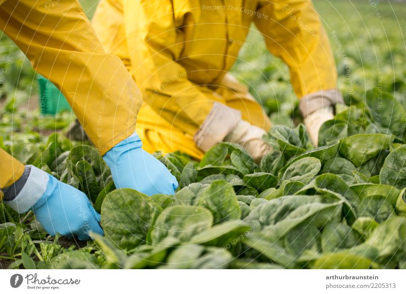 Harvesting vegetables with your hands on the field Food Vegetable Lettuce Salad Spinach Spinach leaf Nutrition Organic produce Vegetarian diet Shopping