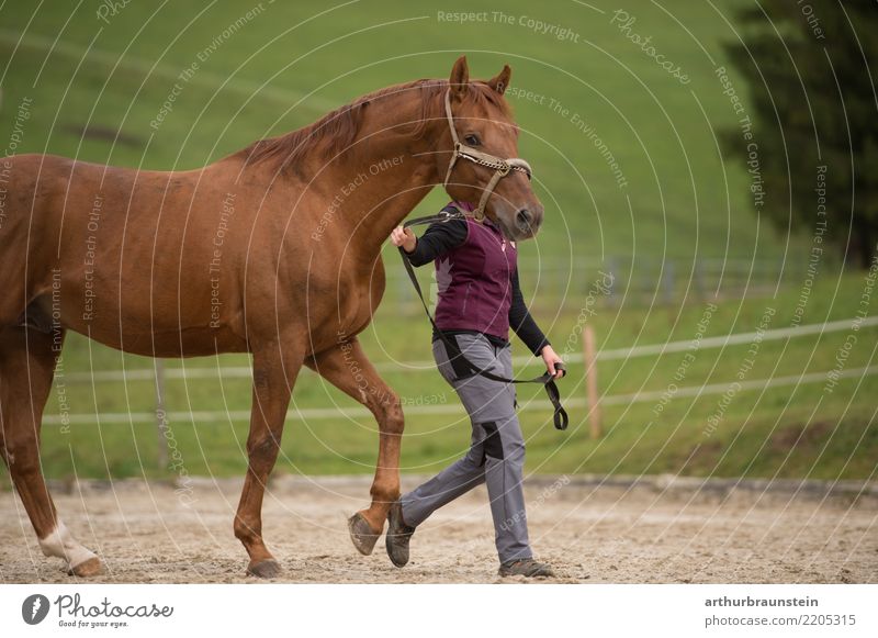 Young woman with horses in the paddock outdoors Athletic Leisure and hobbies Ride Vacation & Travel Equestrian sports Profession Farmer's wife Horse lover