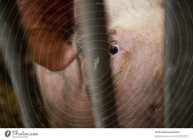 Unhappy pig locked up in fattening farm Food Meat Sausage Pork Pork tenderloin Pig head Roast pork Pig's ear Nutrition Organic produce Vegetarian diet Fasting