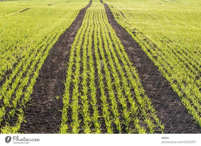 A field with young grain production as winter seed Food Grain Agriculture Forestry Nature Landscape Plant Environmental protection Sowing sprout Farmer Eating