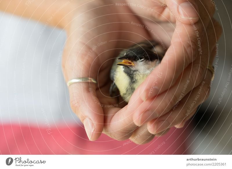 Great tit sits in hands Healthy Animal protection Love of animals Animal care Keeper Human being Feminine Young woman Youth (Young adults) Hand 1 30 - 45 years