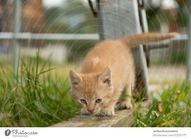 Young red kitten at the farm Healthy Tourism Veterinarian Environment Nature Summer Plant Grass Foliage plant Garden Animal Pet Cat Animal face Love of animals