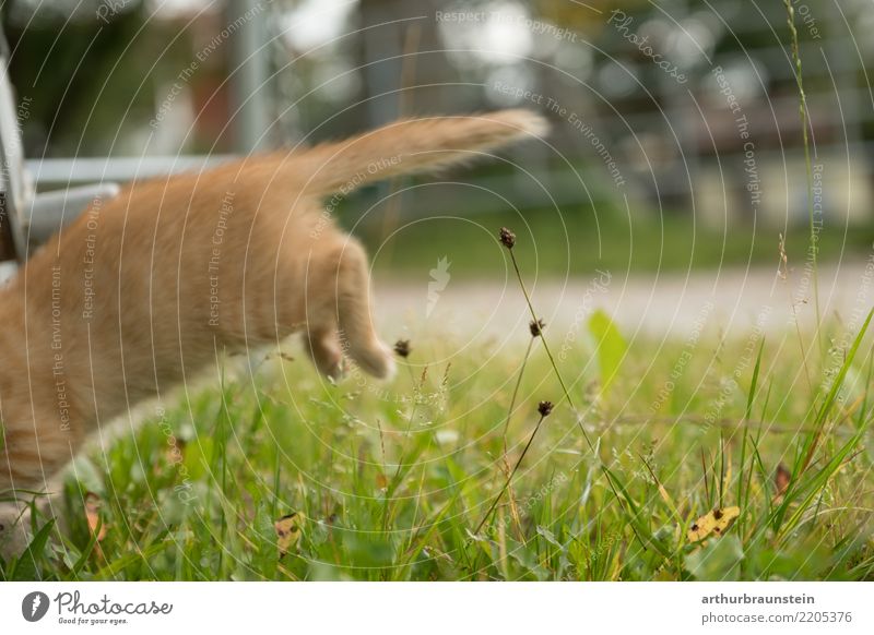 Cats young jumps in the meadow Environment Nature Summer Plant Grass Garden Meadow Lanes & trails Animal Pet Pelt Paw Tails 1 Baby animal Jump Green Red Joy