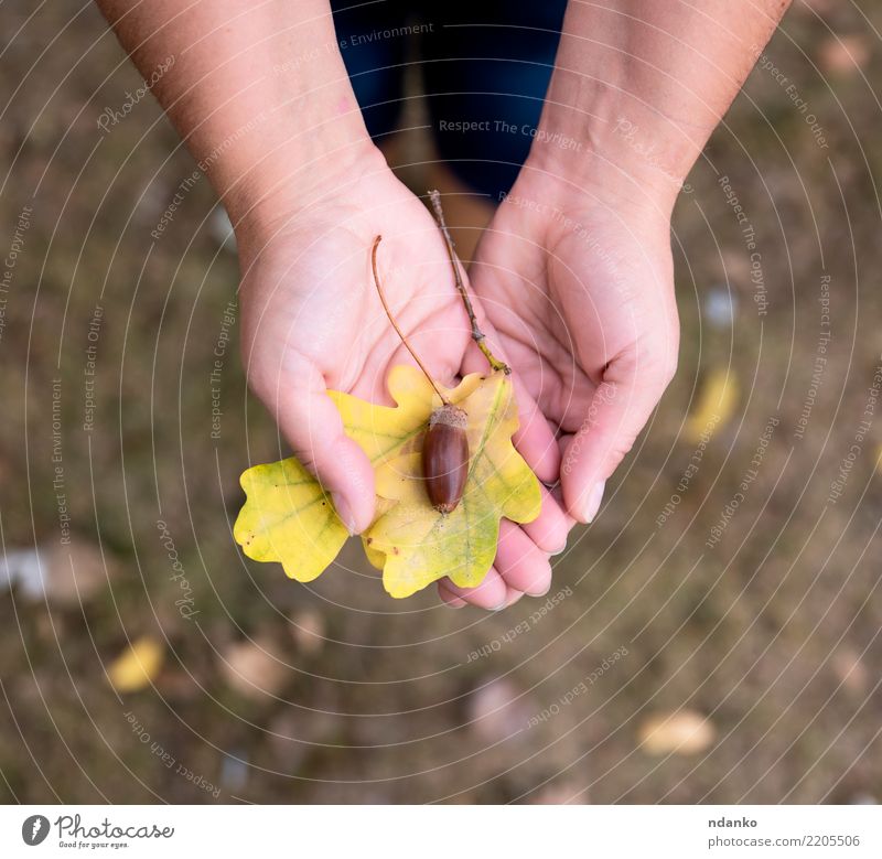 oak leaf and acorn in female hands Hand 1 Human being 30 - 45 years Adults Nature Autumn Leaf Stand Yellow Acorn Colour photo Copy Space bottom Bird's-eye view
