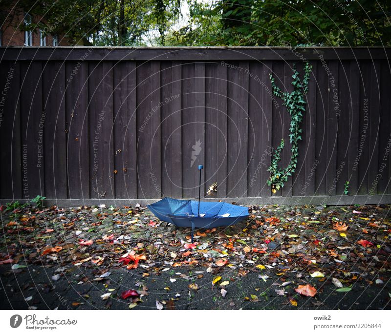windswept Autumn Wind Gale Tree Leaf Autumn leaves House (Residential Structure) Umbrella Wooden fence Under Blue Brown Multicoloured Green Orange Red Serene