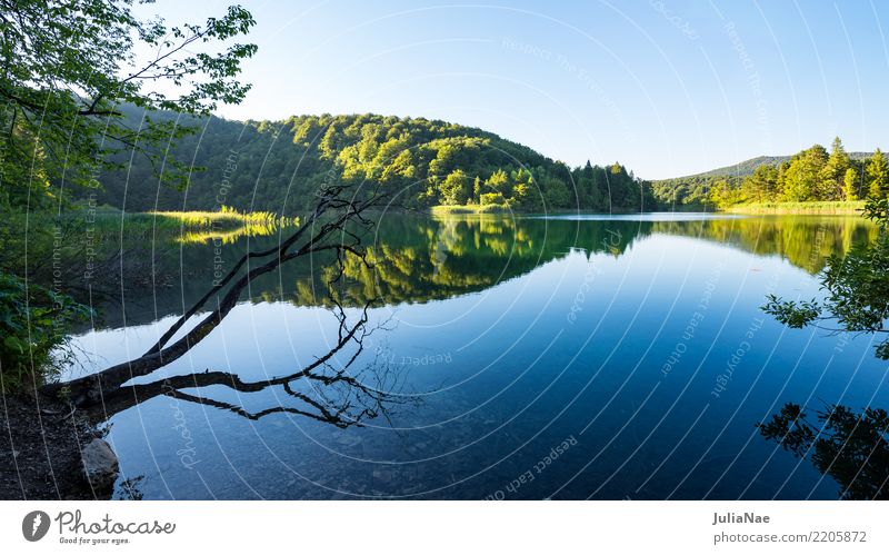 mirror-smooth lake with branches and trees Relaxation Calm Nature Water Tree Forest Lake Natural Attentive Croatia Smoothness Branch Tree trunk