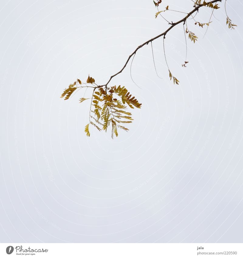 branch Nature Sky Autumn Plant Branch Twig Leaf Yellow Gray Green Colour photo Exterior shot Deserted Copy Space left Copy Space right Copy Space bottom