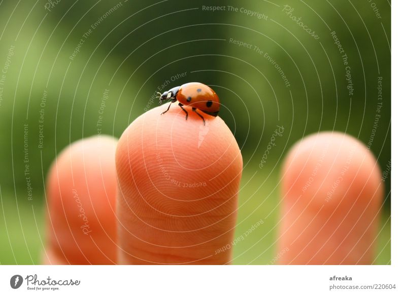 Ungenious. Skin Fingers Environment Nature Happy Discover Contact Ladybird Fingertip Isolated Image Bright background Love of animals Wary Love of nature Touch